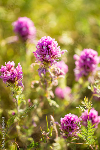 owl's clover blooms in the Temblor Range, Carrizo Plains National Monument, California