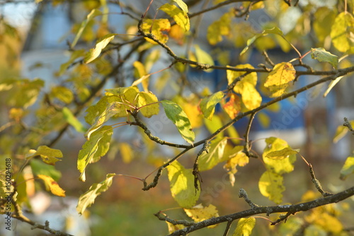 Yellow Autumn Leaves Background © Strahov