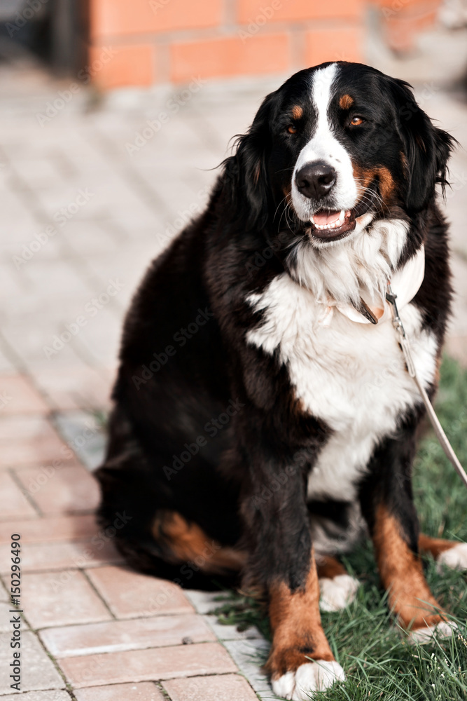 Purebred adult dog outdoors in the nature on a sunny day during late spring and early summer.