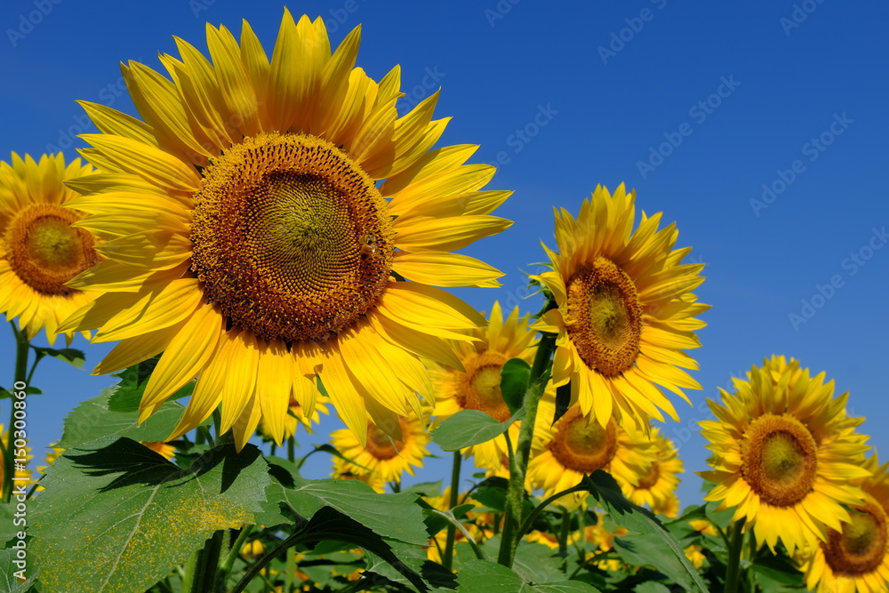 ヒマワリとミツバチ