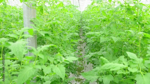 Rows of tomato hydroponic plants in greenhouse