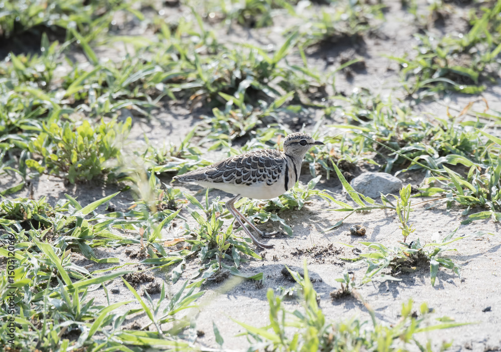 Double-banded Courser (Rhinoptilus africanus) on the Serengeti in Northern Tanzania Double-banded Courser (Rhinoptilus africanus) on the Serengeti in Northern Tanzania