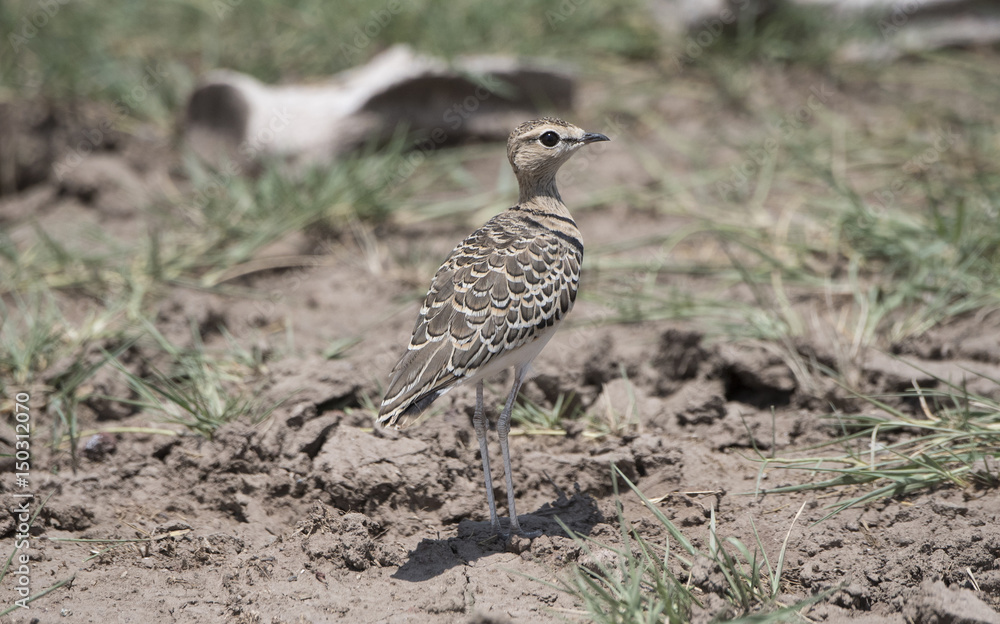 Double-banded Courser (Rhinoptilus africanus) on the Serengeti in Northern Tanzania Double-banded Courser (Rhinoptilus africanus) on the Serengeti in Northern Tanzania