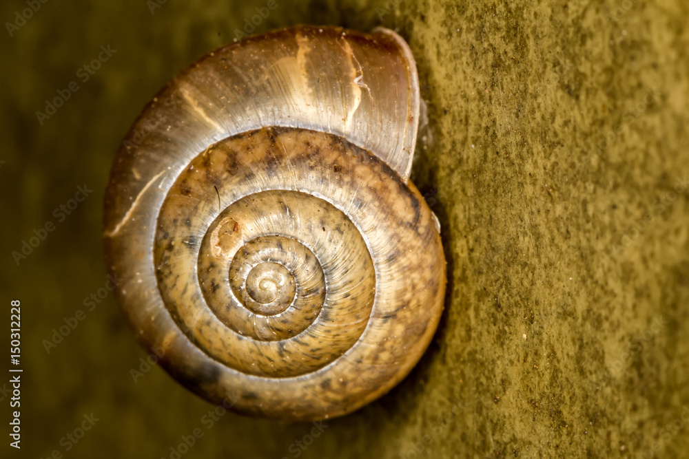 snail shell extreme closeup photo - Macro photo snail snail shell extreme closeup photo - Macro photo snail