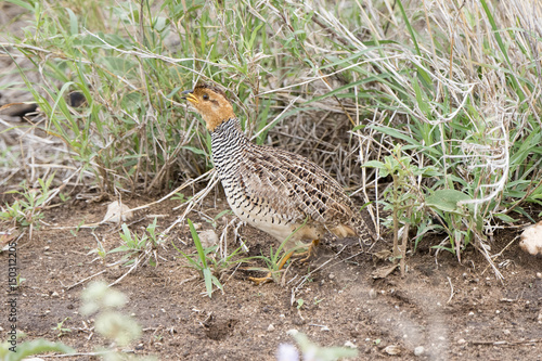 Coqui Francolin (Francolinus coqui) Standing on a Grassy Plain in Northern Tanzania