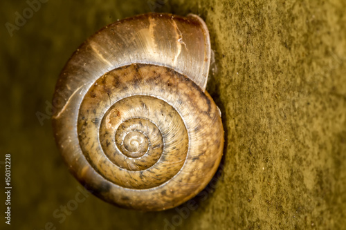 snail shell extreme closeup photo - Macro photo snail 