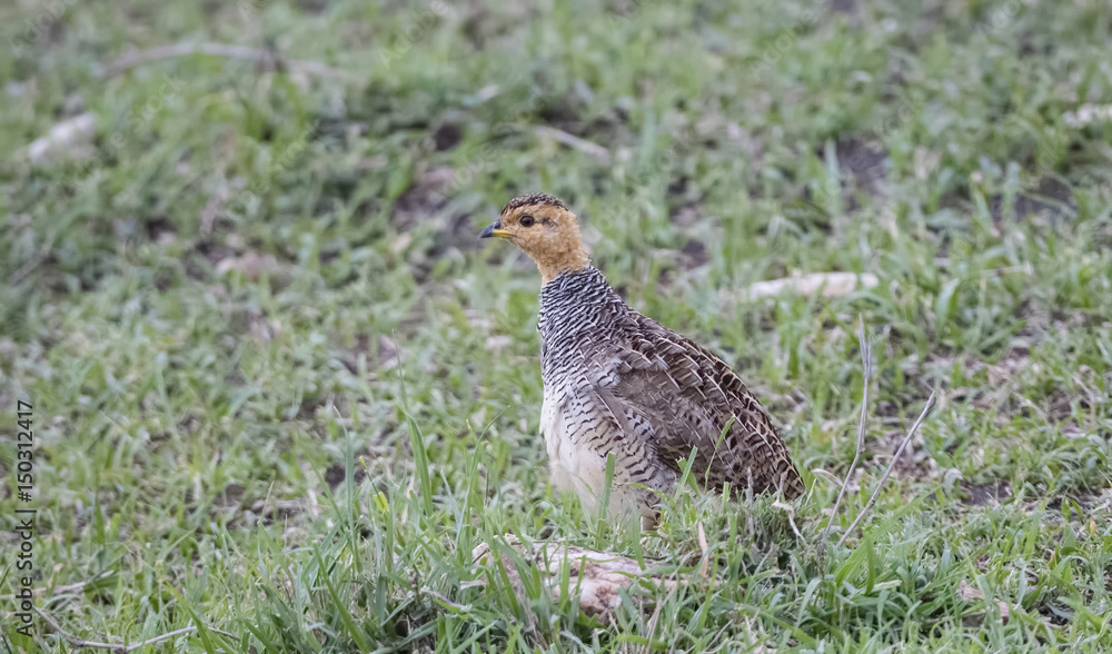 Coqui Francolin (Francolinus coqui) Standing on a Grassy Plain in Northern Tanzania Coqui Francolin (Francolinus coqui) Standing on a Grassy Plain in Northern Tanzania
