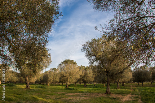 Olivenöl Farm in Squinzano