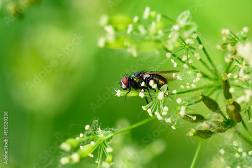 Close up of a fly, resting on a plant.  Blurred backgroung