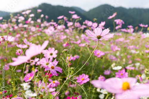 Pink and red cosmos flowers garden © leungchopan