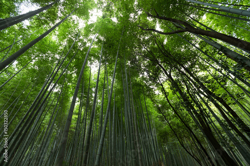Bamboo in Kyoto