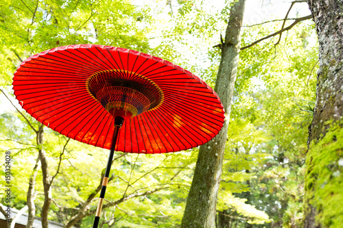 Red umbrella in the park