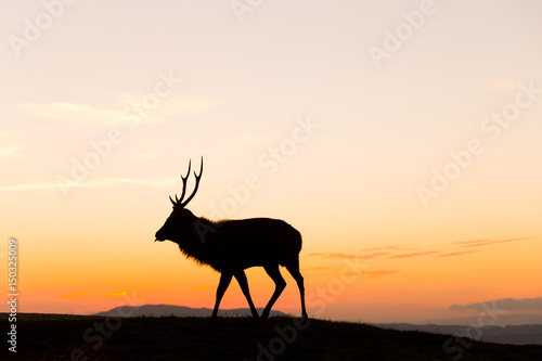 Deer buck in mountain at sunset