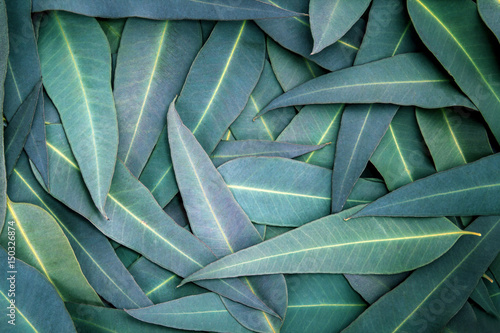 the Nature Eucalyptus leaves  background