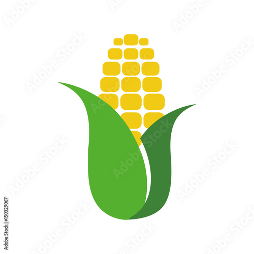 Corn food symbol icon vector illustration graphic design