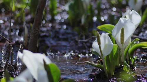 雪解けのせせらぎと水芭蕉