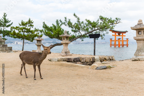 Torii of miyajima and deer