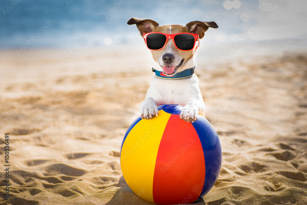 dog at the beach and ocean with plastic ball - obrazy, fototapety, plakaty 