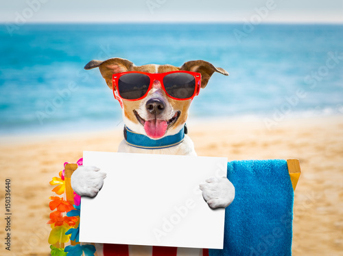 Photography dog siesta on beach chair