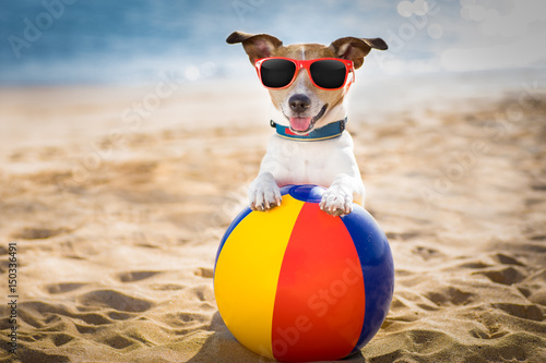 dog-at-the-beach-and-ocean-with-plastic-ball