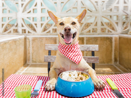 dog eating a the table with food bowl photo