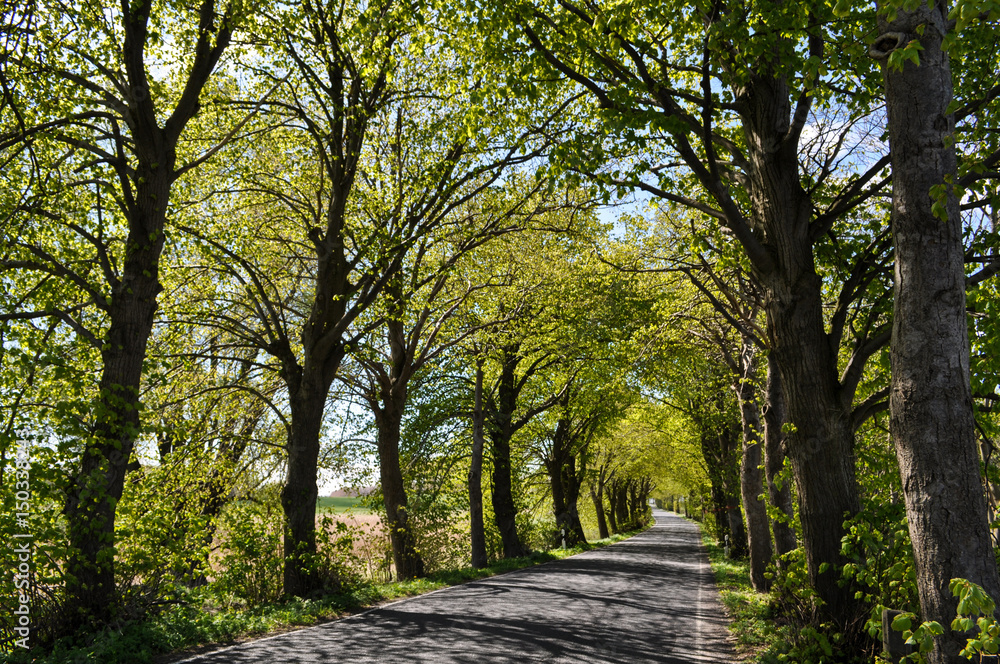 Allee bei Neuendorf auf Rügen, Nähe Lebbiner See Allee bei Neuendorf auf Rügen, Nähe Lebbiner See