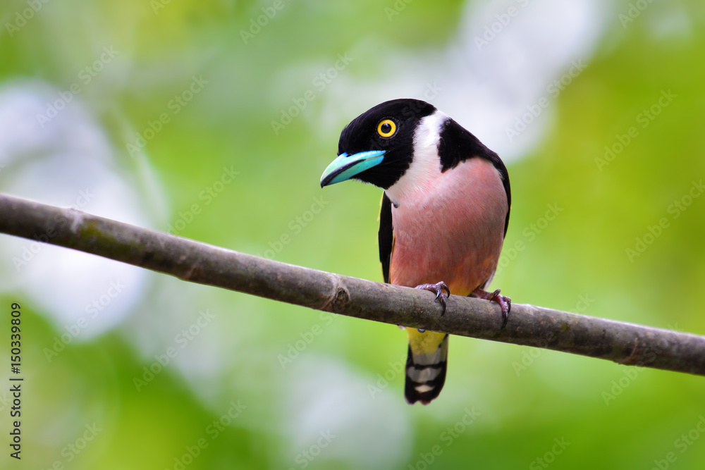 Obraz premium Black-and-Yellow Broadbill Bird