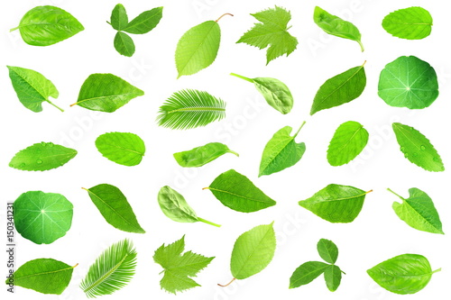 tree leaves texture background