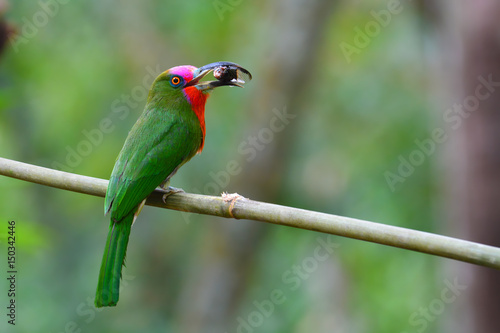 Red-bearded Bee-eater Bird