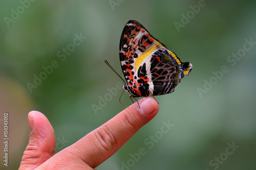Tableau sur toile Glorious Begum Butterfly