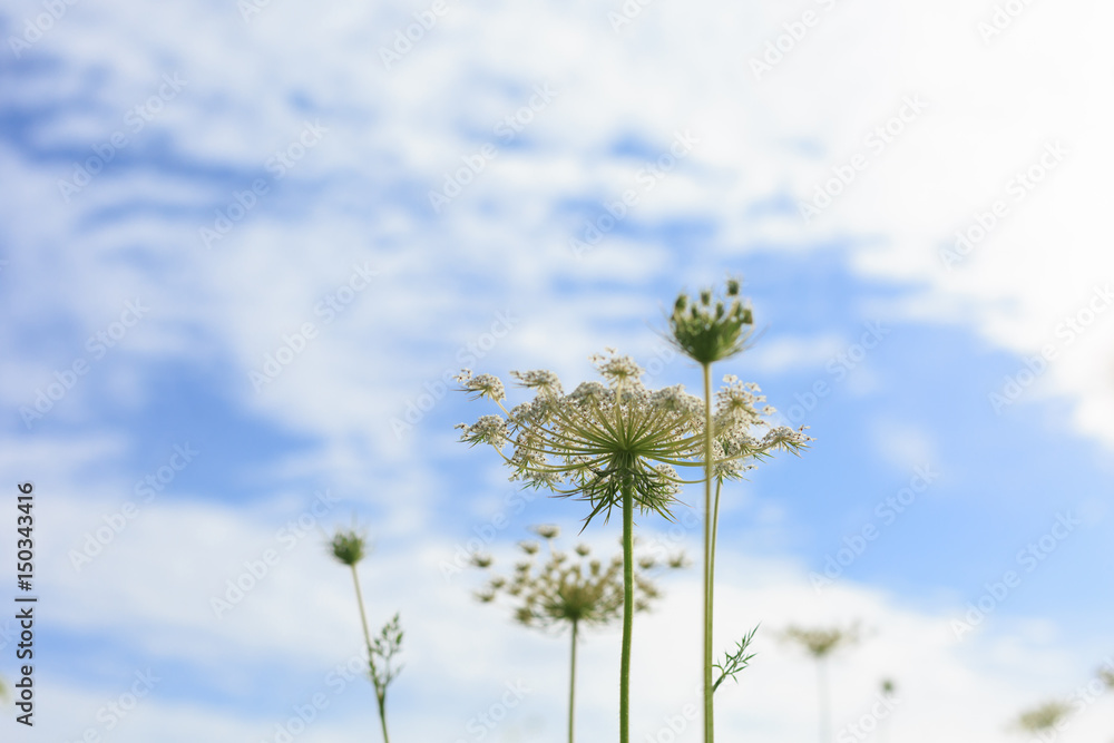 Queen Anne's Lace