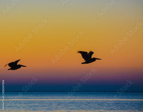 Brown Pelicans (pelecanus occidentalis) flying at sunrise over Tampa bay, Florida.
