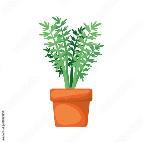 white background with carrot plant in flower pot vector illustration