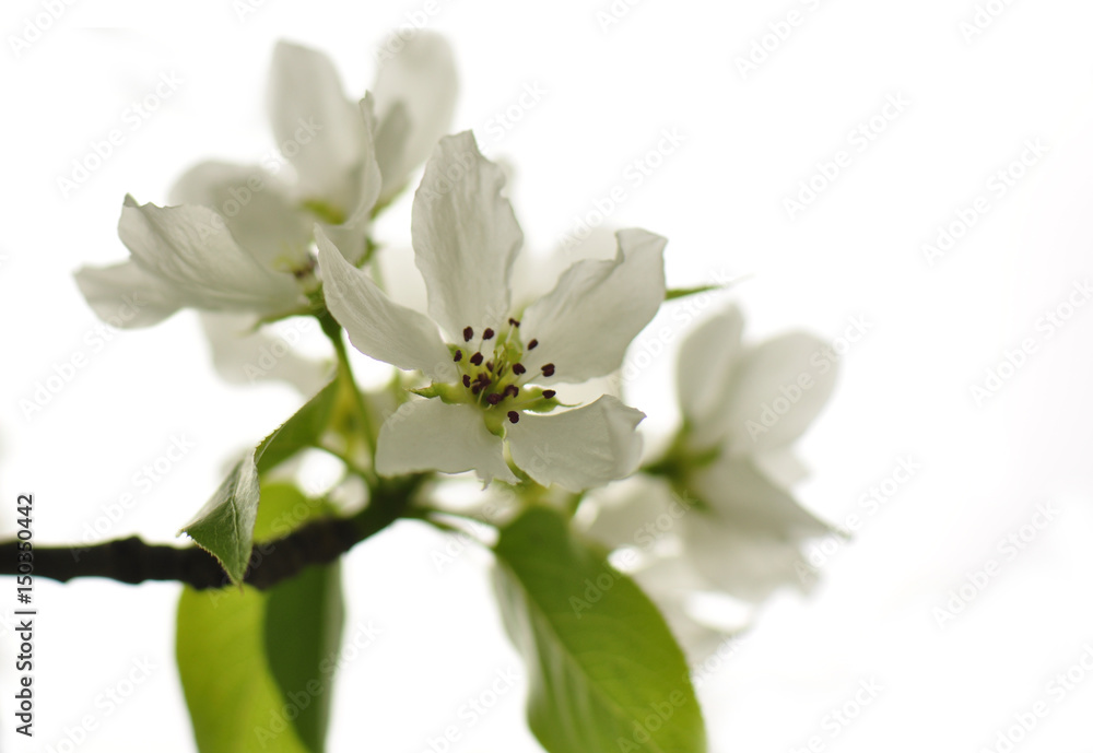 Apple blossoms Apple blossoms