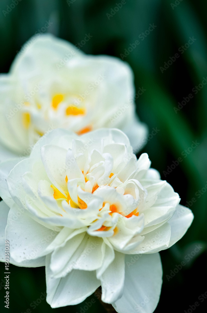 white narcissus