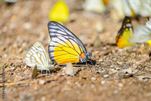 many pieridae butterflies gathering water on floor
