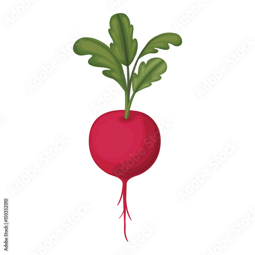 white background of beet with stem and leaves vector illustration