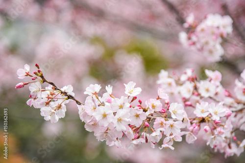 Japanese cherry blossom or Pink Sakura flower