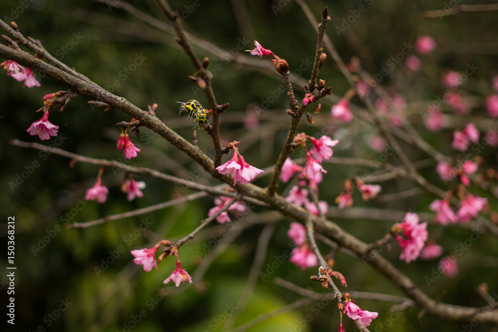 thailand Sakura pink flower in ChiangMai, Thailand thailand Sakura pink flower in ChiangMai, Thailand