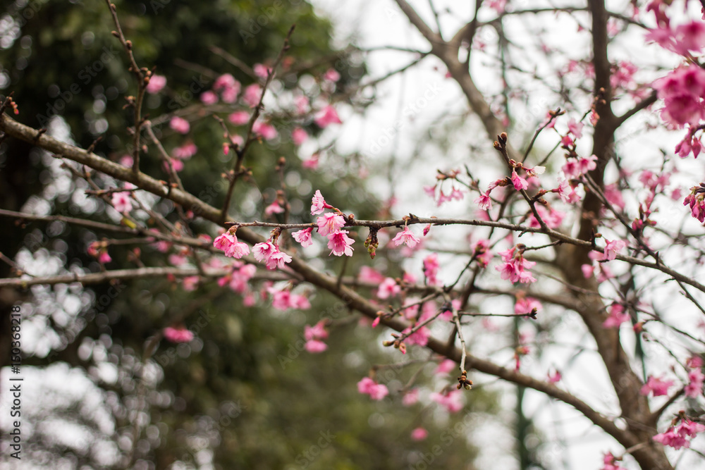 thailand Sakura pink flower in ChiangMai, Thailand thailand Sakura pink flower in ChiangMai, Thailand