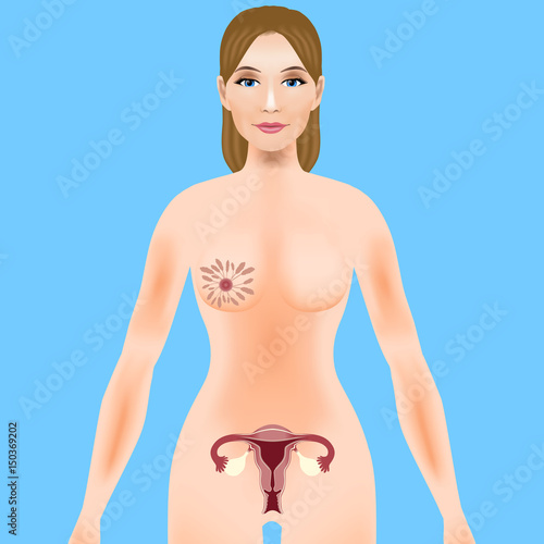 reproductive organs of a woman. female genitalia. uterus, ovary and mammary gland.