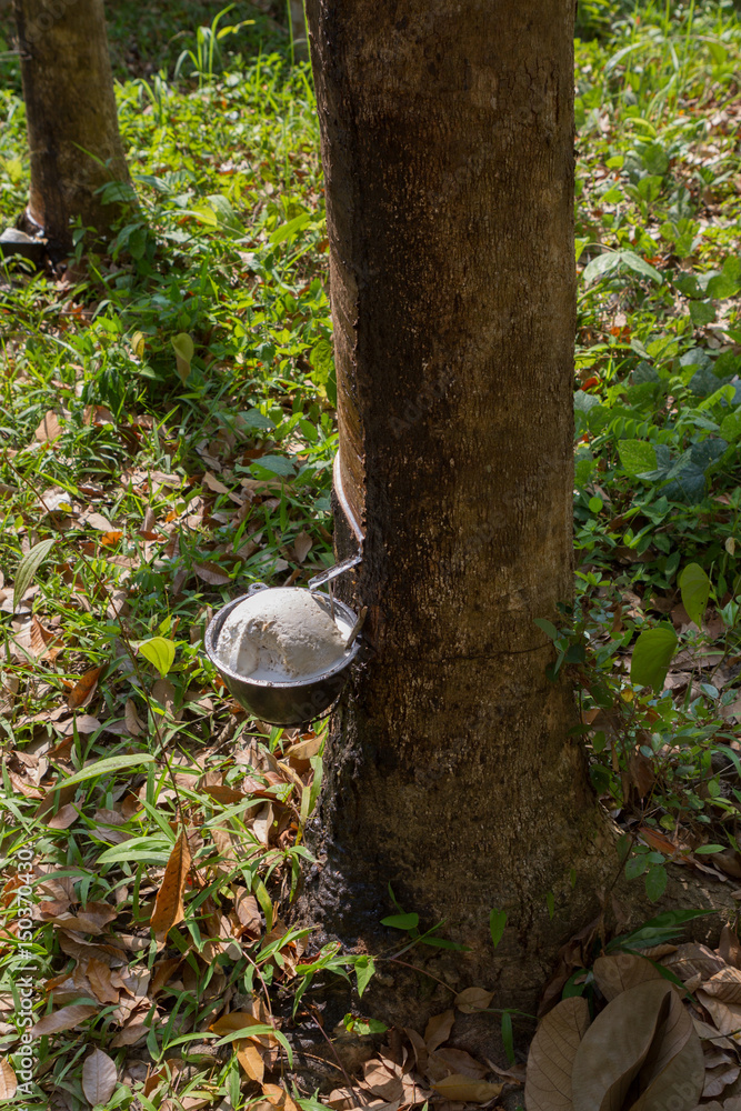 Milky latex extracted from rubber tree (Hevea Brasiliensis) as a source of natural rubber Milky latex extracted from rubber tree (Hevea Brasiliensis) as a source of natural rubber