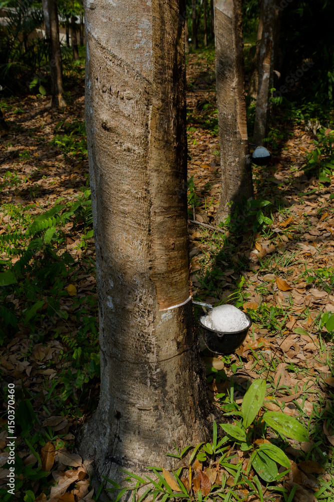Milky latex extracted from rubber tree Hevea Brasiliensis as a source of natural rubber Milky latex extracted from rubber tree Hevea Brasiliensis as a source of natural rubber