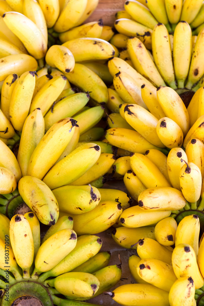 Rows of ripe yellow bananas