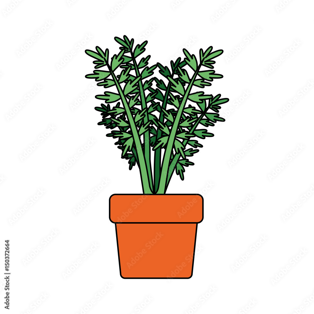 white background with carrot plant in flower pot with thick contour vector illustration white background with carrot plant in flower pot with thick contour vector illustration