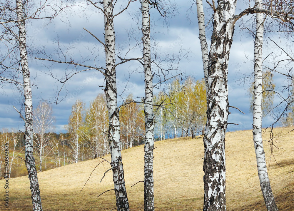 Obraz premium Springtime landscape with white birch tree trunks on foreground in sunny cloudy day