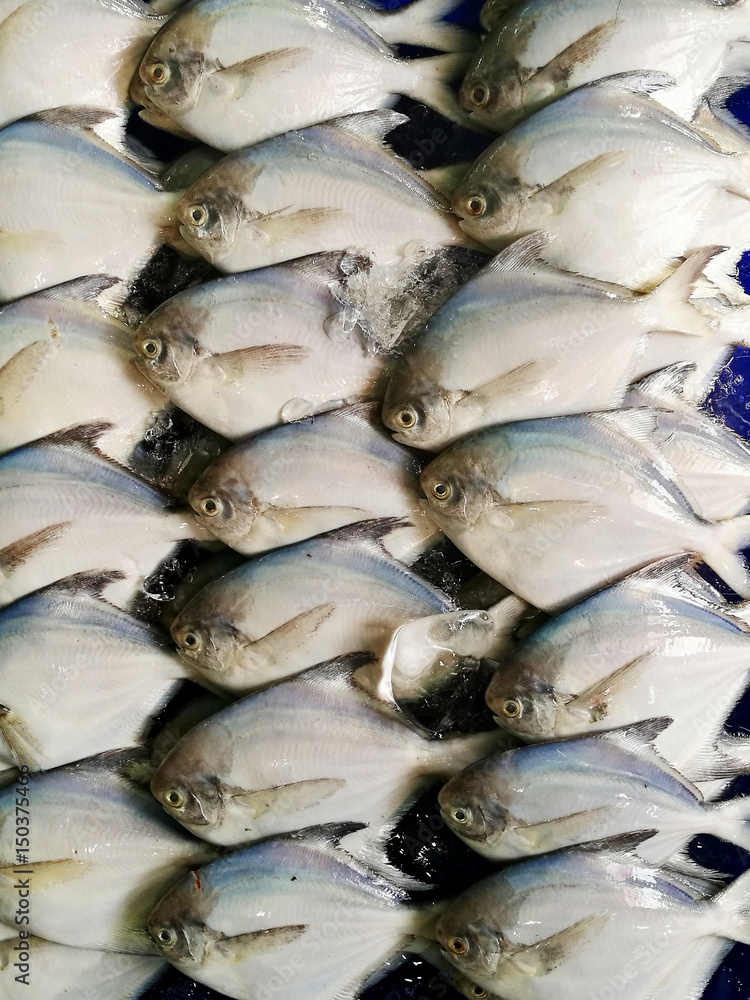 group of White pomfret, Silver pomfret of Pampus argenteus array for sell sea food market 