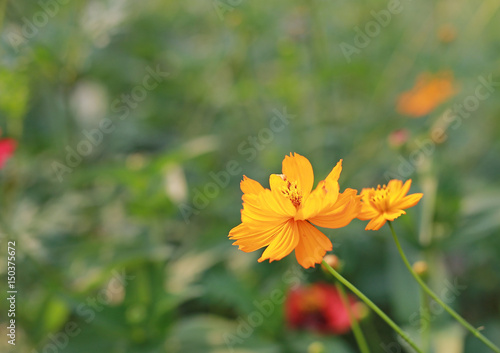 Yellow cosmos flowers.