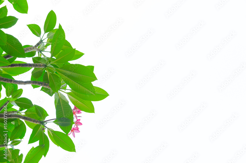 Natural leaves on white background Natural leaves on white background
