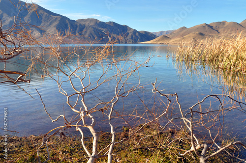 Lake Benmore, Willows & Raupo, Otago, New Zealand photo